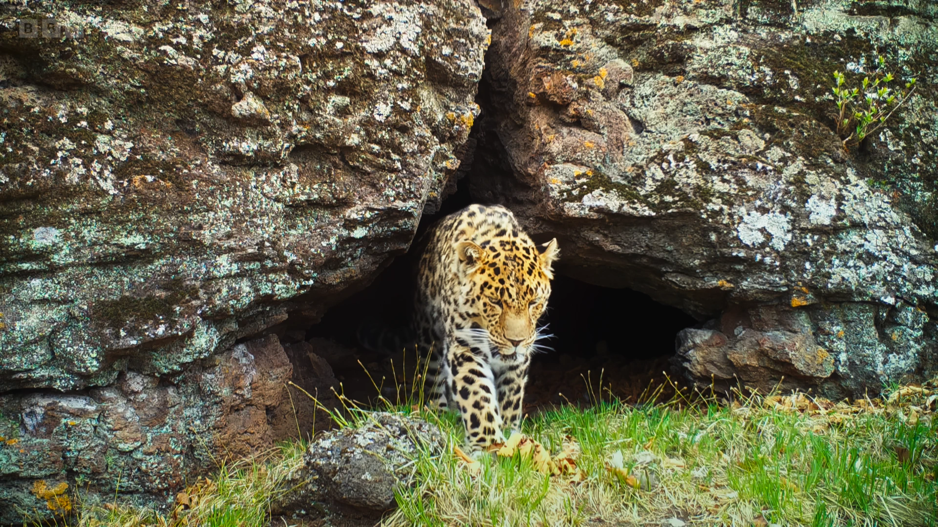 Amur leopard (Panthera pardus orientalis) as shown in Frozen Planet II - Frozen Lands